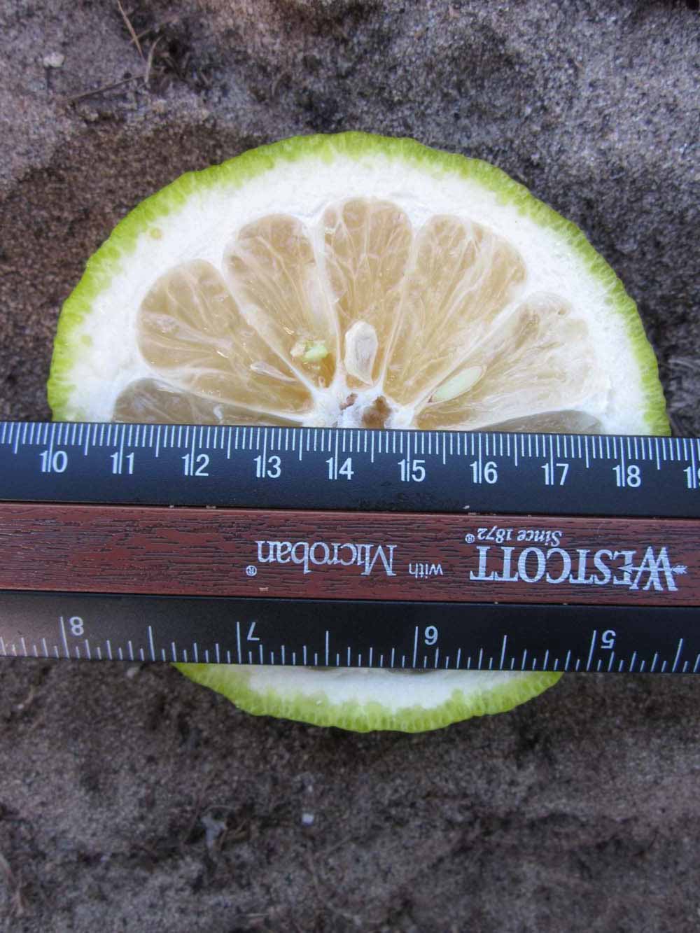            Fruit cross-section (Winter Haven, FL)   